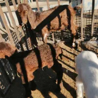 حیوانات مزرعه