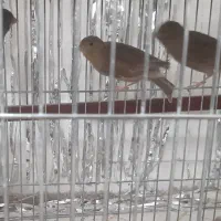 قناری ماده آماده
