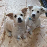 سگ پاکوتاه نر وماده