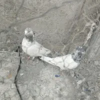 کبوتر|پرنده|ایرانشهر, |دیوار