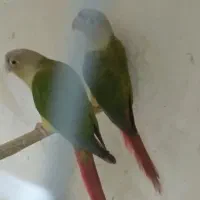 گرینچیک آناناسی