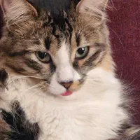 واگذاری گربه