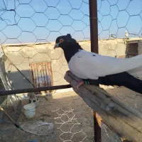 چنتا رنگه پرشی زد و خوردی|پرنده|خلیل آباد, |دیوار