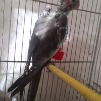 جوجه عروس هلندی