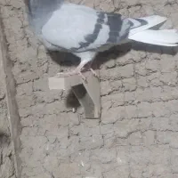 تعدادی کفتر|پرنده|زرند, |دیوار