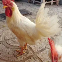 خروس ۶ ماهه
