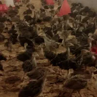 بوقلمون