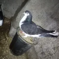 کبوتر ساده سیاه