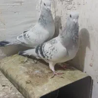 ۵جفت کلاغ بدرنگ کرمونی