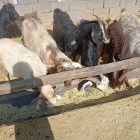 بز نیم گوشت|حیوانات مزرعه|مرودشت, ده بید|دیوار