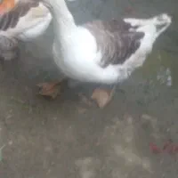 غاز|پرنده|کهنوج, |دیوار