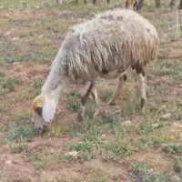 میش بره دار