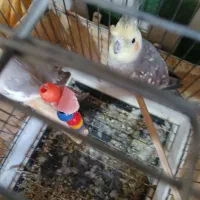 عروس هلندی جفت مولد سخن گو|پرنده|نظرآباد, نظرآباد|دیوار