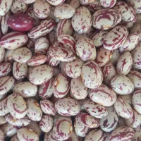 لوبیا چیتی