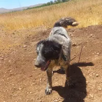 سگ گله|سگ|داران, |دیوار