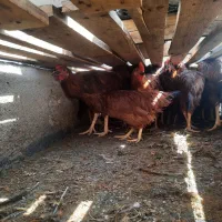 فروش خروس و بوقلمون رسمی و خانگی|پرنده|یزد, |دیوار