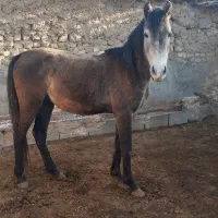 اسب نجیب|اسب و تجهیزات اسب‌سواری|تربت‌حیدریه, پائین ولایت|دیوار