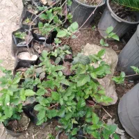 تمشک بدون خار بلکبری فرانسوی