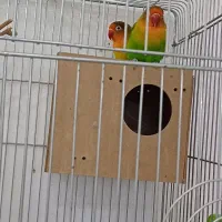 طوطی کوتوله