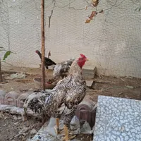فروش مرغ و خروس لاری