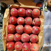 سیب درجه یک