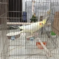 گرینچک و عروس هلندی