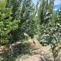 باغ چهار دیواری با آب ریشه ایی /قابلیت ساخت ویلا|فروش زمین و ملک کلنگی|تهران, صادقیه|دیوار