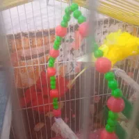 یک عدد مرغ عشق دوگل پروانه ای نر فول|پرنده|دورود, |دیوار