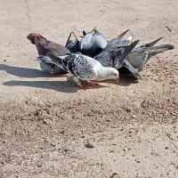 کبوتر