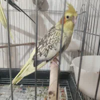 عروس هلندی نر