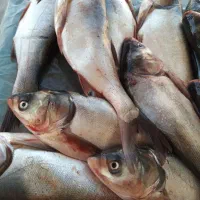 ماهی تازه تازه