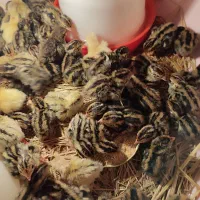 فروش جوجه بلدرچین