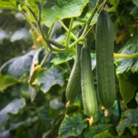 خیار بوته ای و گلخانه ای