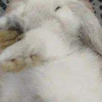 خرگوش لپ|موش و خرگوش|بندرعباس, |دیوار