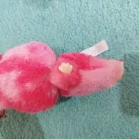 لبوبو|اسباببازی بچه|خورموج, |دیوار