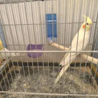 جفت عروس هلندی لوتینو|پرنده|صدرا-فارس, فاز ۱|دیوار