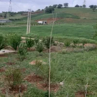 زمین کشاورزی شیخ الکرم