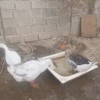 قوغاز|پرنده|مرند, |دیوار