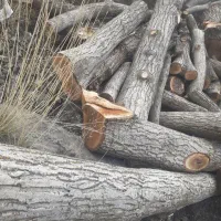 قطع وبرش‌‌درختان|خدمات باغبانی و درختکاری|شهریار, یوسف آباد صیرفی|دیوار