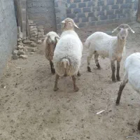 بره تخمی|حیوانات مزرعه|شیروان (خراسان), |دیوار