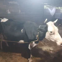 یک راس گاو شیرده هلشتاین ۲۰ کیلو شیر