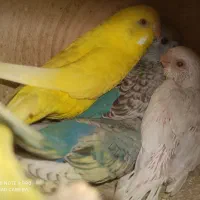 مرغ عشق باجوجه .وطوطی کوتوله