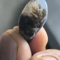 شجرقائن باآب باستانی که داخلش حرکت میکنه