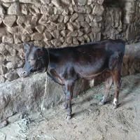 گاو سیمنتال خوب و پرشیر