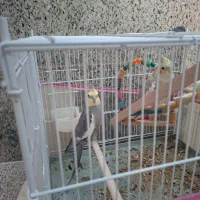 عروس هلندی|پرنده|شیراز, کوزه گری|دیوار