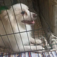 سگ خانگی|سگ|قم, لسانی|دیوار