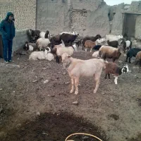 نربز سانن|حیوانات مزرعه|فریمان, |دیوار