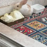 واگذاری خرگوش|موش و خرگوش|پرند, فاز ۶|دیوار