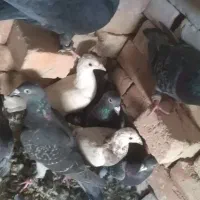 کبوتر نر|پرنده|نیمروز, |دیوار