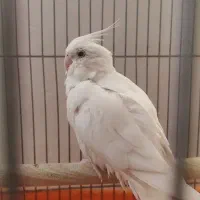 عروس هلندی مولد